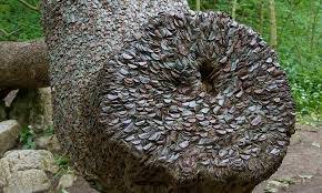 Mystery of the wishing trees studded with coins that ¿can take illness away  from the sick¿ | Daily Mail Online